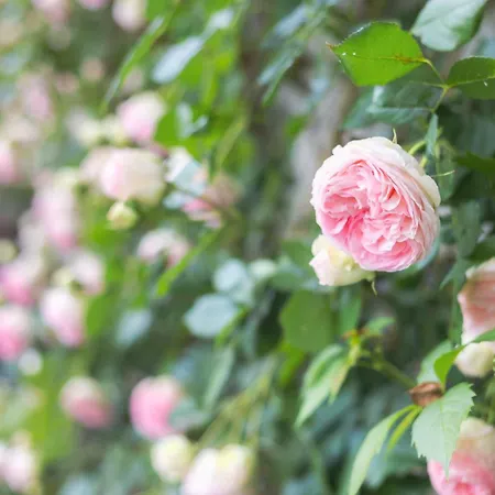 Casa Del Maestro-appartamenti D'arte アパート ドリアーニ